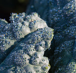 Blue Sea Kale