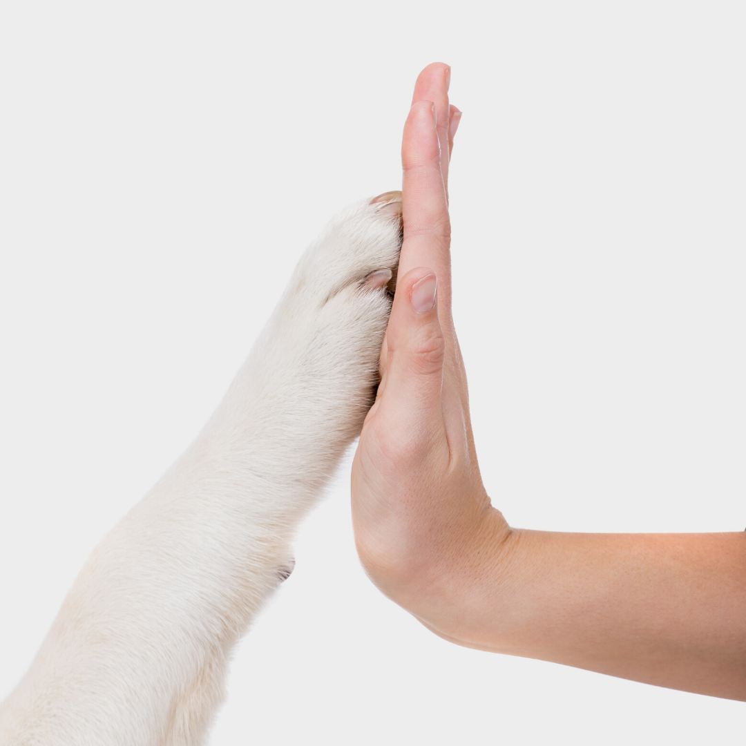 Dog paw and hand