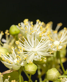Linden Flower Extract