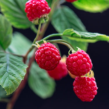 Natural Raspberry Flavor