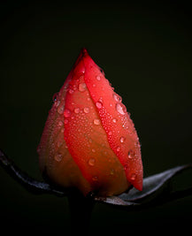 Rosa Centifolia EO