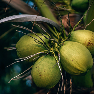 Coconut Alkanes