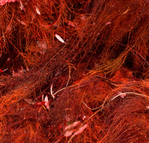 Coralline Red Algae