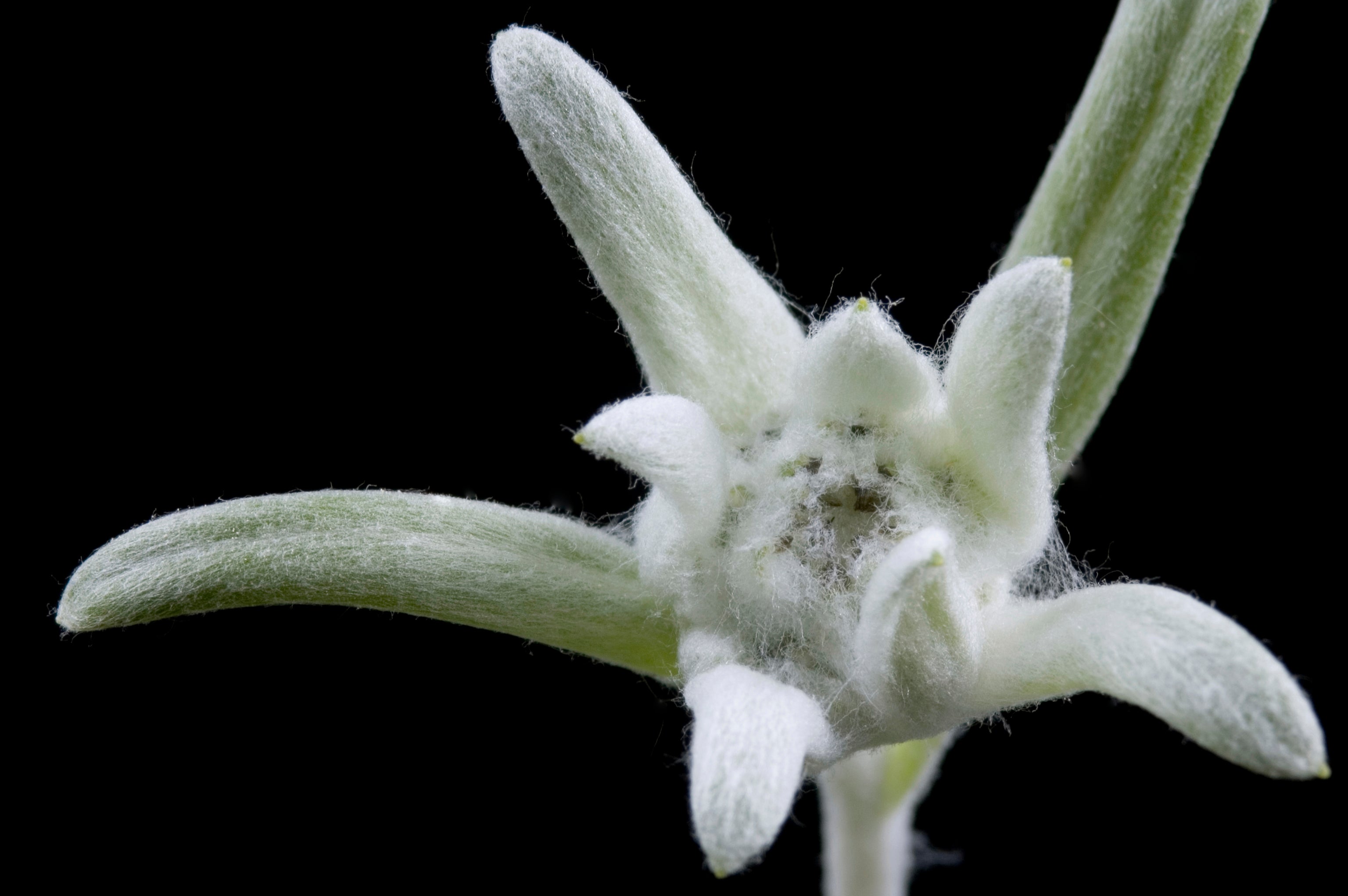 Edelweiss Plant Stem Cells