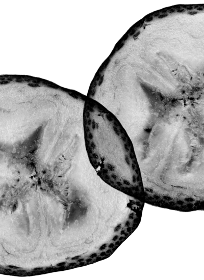 Intelli-fruit Science banana x-ray image