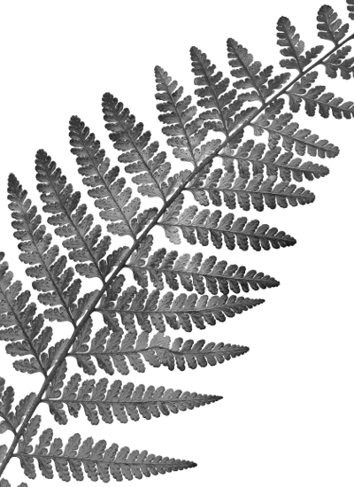 Intelli-plant fern x-ray image