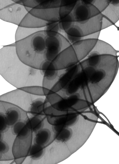 Intelli-seed Science X-ray image of seeds