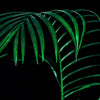 Large fern palm