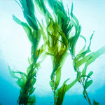 Tall yellow green algae under water